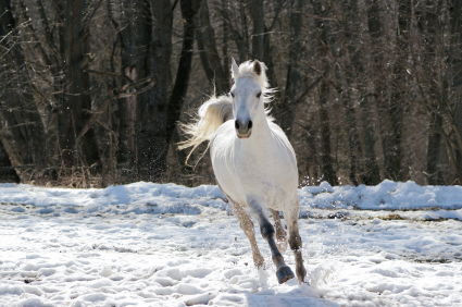 Skipping white horse